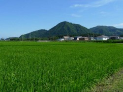 嶽山を望む田んぼで栽培